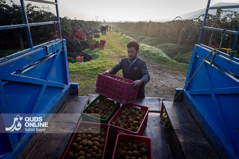 برداشت کیوی از باغات شمال