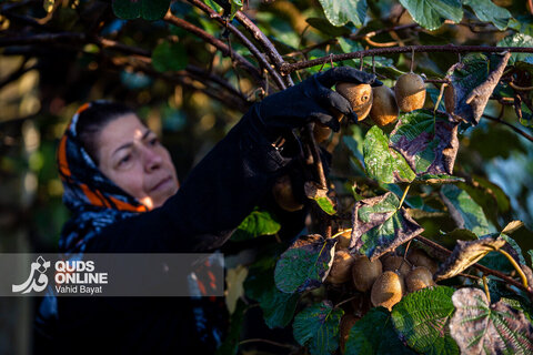 برداشت کیوی از باغات شمال