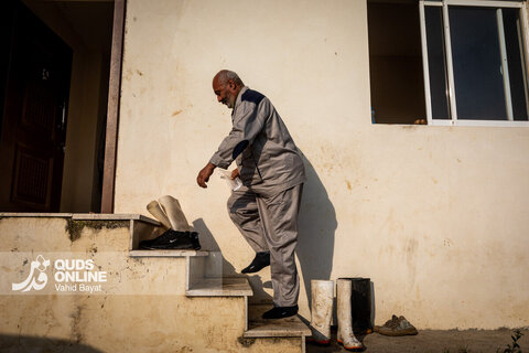 برداشت کیوی از باغات شمال