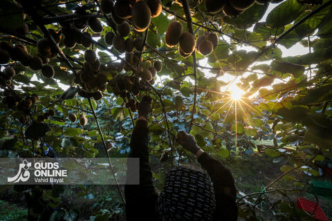 برداشت کیوی از باغات شمال