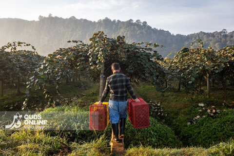 برداشت کیوی از باغات شمال