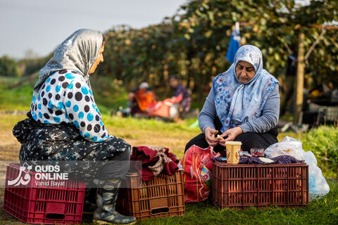 برداشت کیوی از باغات شمال