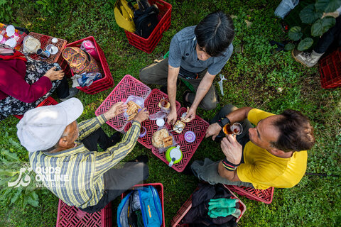 برداشت کیوی از باغات شمال