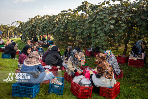 برداشت کیوی از باغات شمال