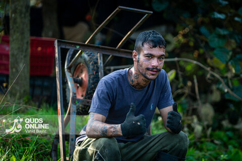 برداشت کیوی از باغات شمال