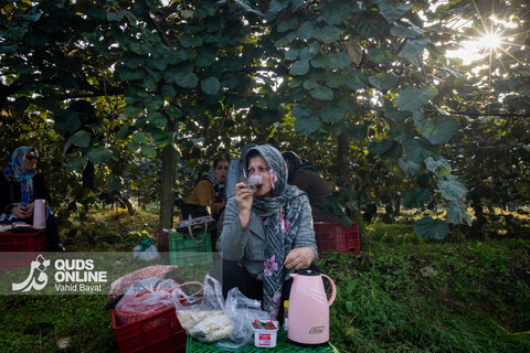 برداشت کیوی از باغات شمال