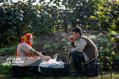 برداشت کیوی از باغات شمال