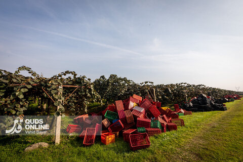 برداشت کیوی از باغات شمال