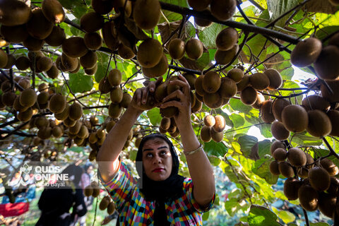 برداشت کیوی از باغات شمال