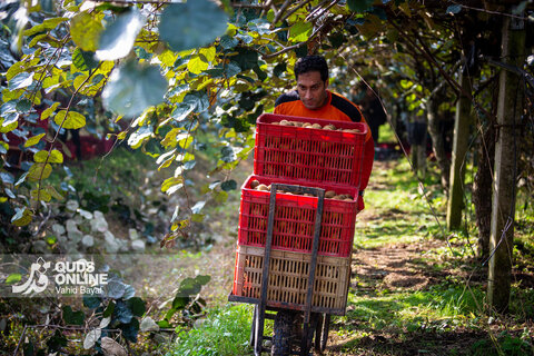 برداشت کیوی از باغات شمال