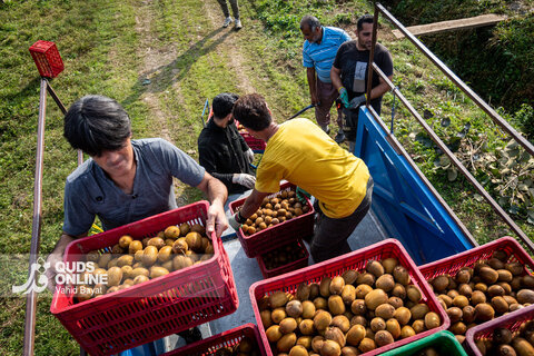 برداشت کیوی از باغات شمال
