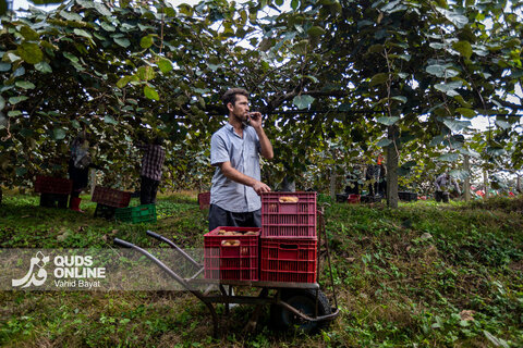 برداشت کیوی از باغات شمال