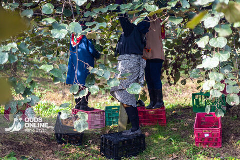 برداشت کیوی از باغات شمال