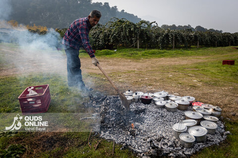 برداشت کیوی از باغات شمال