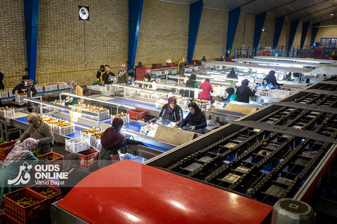 برداشت کیوی از باغات شمال