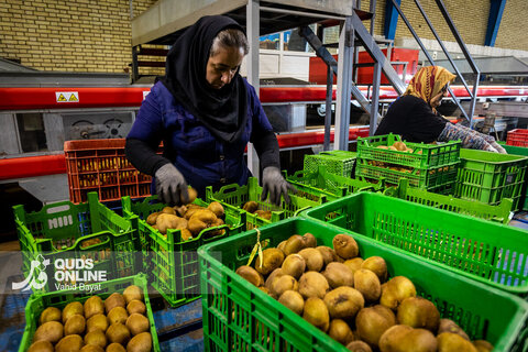 برداشت کیوی از باغات شمال