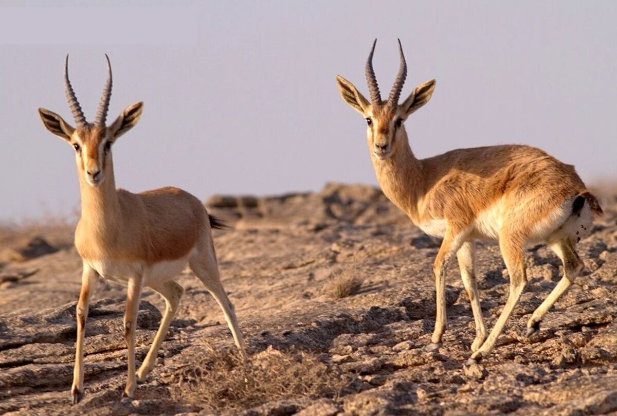 انتقال جبیر از پارک ملی کویر به توران؛ راهبرد تقویت زنجیره طعمه یوزپلنگ