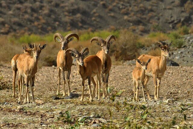 ماجرای تصاویر منتشر شده از شکار در لارستان چه بود