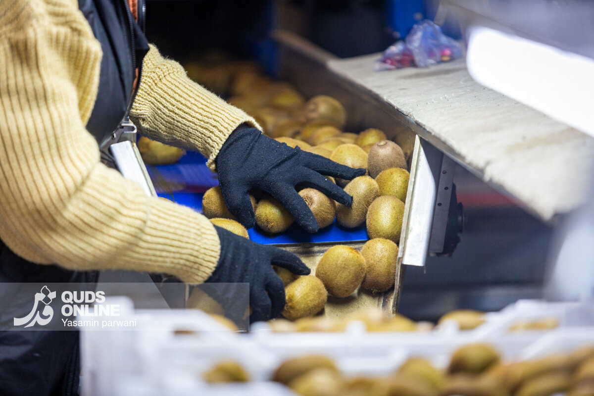 صادرات ۸۰ میلیون دلاری کیوی از گیلان