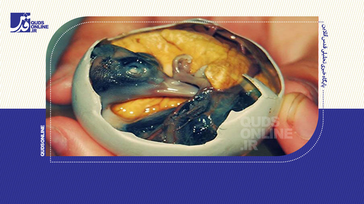 فیلم | چندش آورترین غذاهای جهان