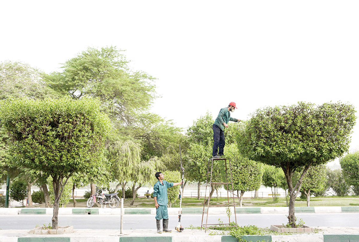 «گیاهان مهاجم» خوره جان شهرهای ایران