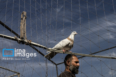 جمعه‌ها در قفس