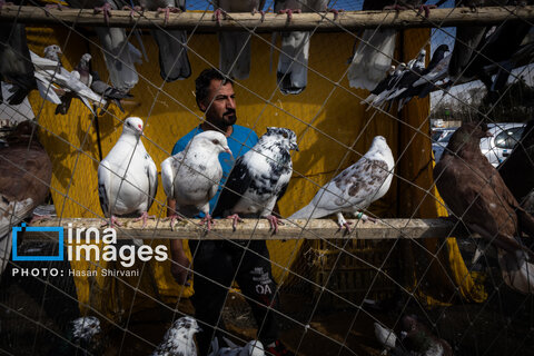 جمعه‌ها در قفس