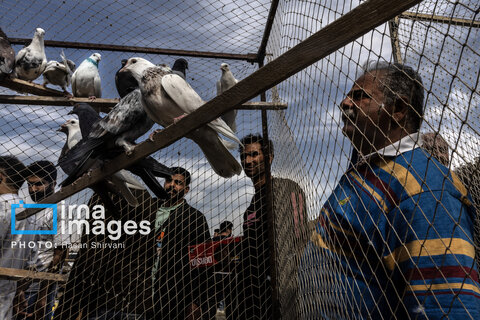 جمعه‌ها در قفس