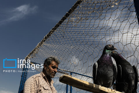 جمعه‌ها در قفس