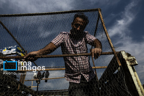 جمعه‌ها در قفس