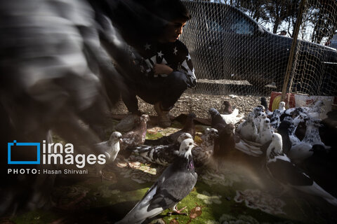 جمعه‌ها در قفس