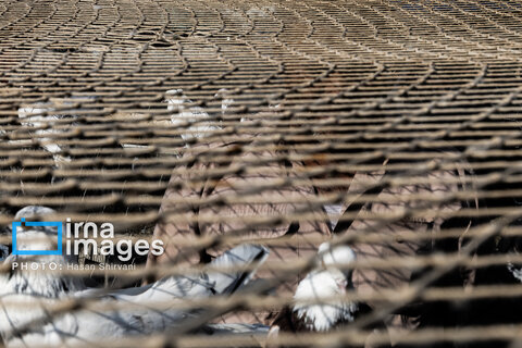 جمعه‌ها در قفس