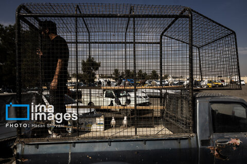 جمعه‌ها در قفس