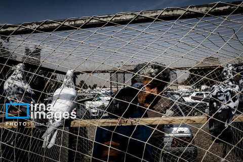 جمعه‌ها در قفس