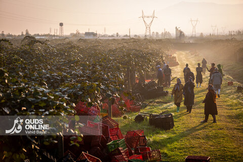 برداشت کیوی از باغات شمال