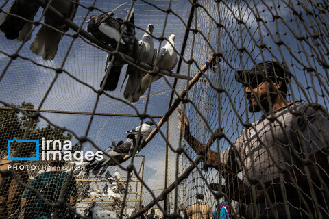 جمعه‌ها در قفس