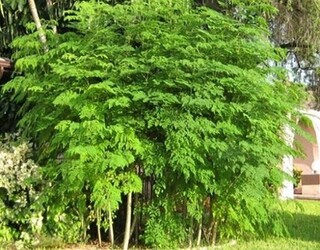 کشت مورینگا برای نخستین‌بار در دهلران