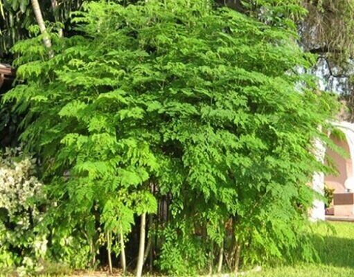 کشت مورینگا برای نخستین‌بار در دهلران