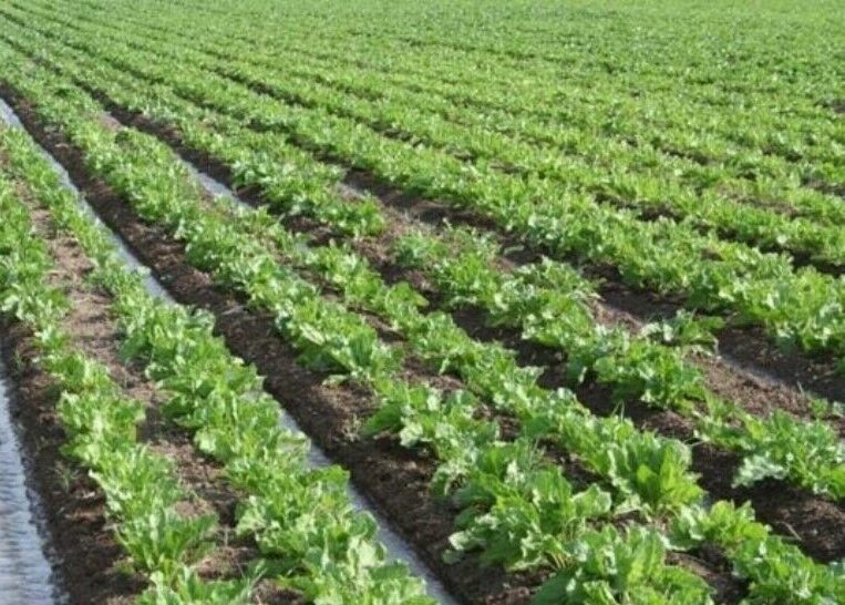 کشاورزی سنتی در حریم شهر قم باید اصلاح شود