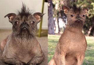 جراحی زیبایی حیوانات خانگی؛ اسباب‌بازی‌های لوکس بازار دامپزشکی