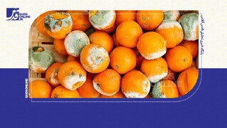 فیلم | ماجرای پرتقال سمی در ایران