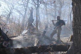 جنگل‌های سوخته را رها کنید؛ گونه های جدید نکارید