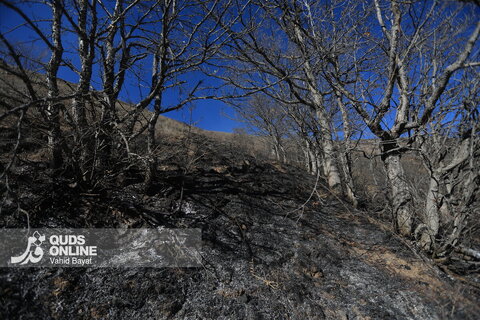گزارش تصویری | آخرین تصاویر از آتش‌سوزی جنگل الیت