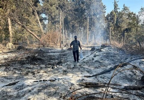 هیچ شعله آتشی دیگر از جنگل‌های الیت زبانه نمی‌کشد