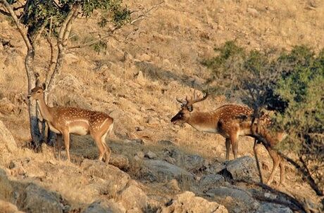 حفاظت محیط‌زیست لرستان هوشمندسازی شد