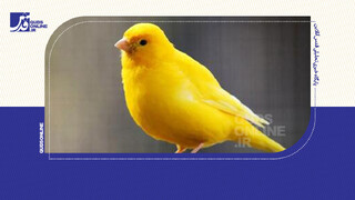 فیلم | عجیب‌ترین رقابت ایران با قناری‌های میلیاردی