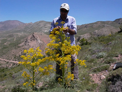 ۱۸۰ هکتار مراتع بجنورد برای توسعه گیاه دارویی باریجه احیا شد