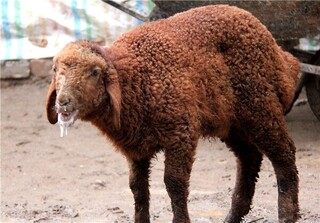 ایمن‌سازی دام سبک در مقابل تب برفکی در اولویت قرار گرفت