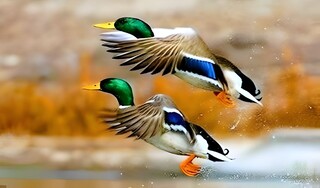 میزبانی سدهای گلپایگان از ۵ هزار پرنده مهاجر