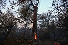 گزارش تصویری | آتش در گلستان؛ هیرکانی همچنان می‌سوزد